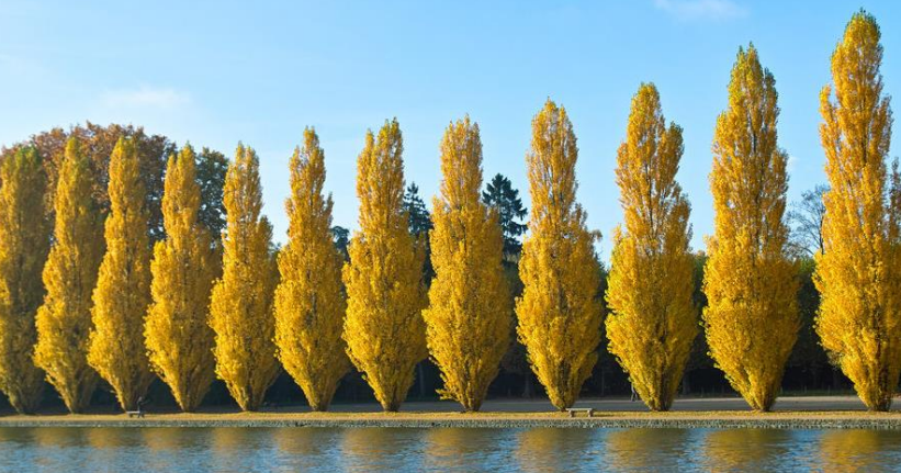 rangée d'arbres au bord d'un etang dans la ville de sceaux