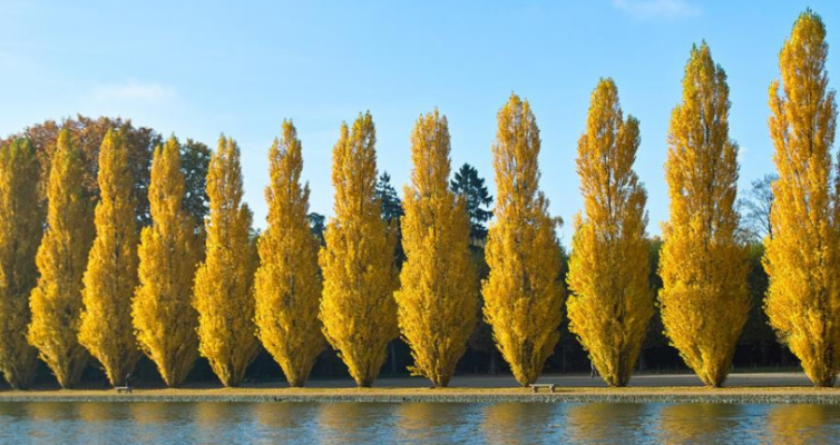 rangee-arbre-a-sceaux